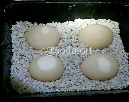 chalking of tortoise eggs