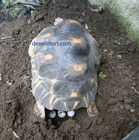 radiated tortoise breeding