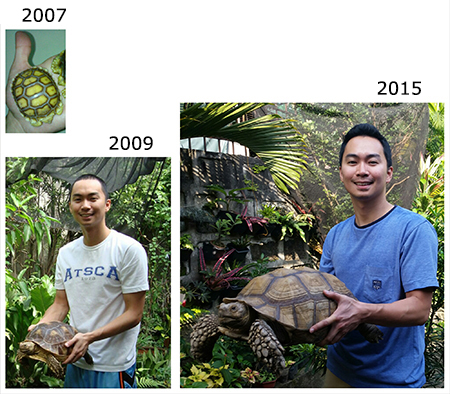 sulcata tortoise growth