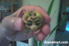 captive-bred star tortoise hatchling in the philippines