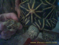 female star tortoise and hatchling