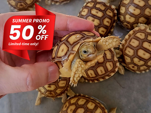 Sulcata tortoises for sale in the Philippines