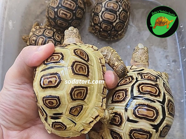 Leopard tortoises for sale in the Philippines