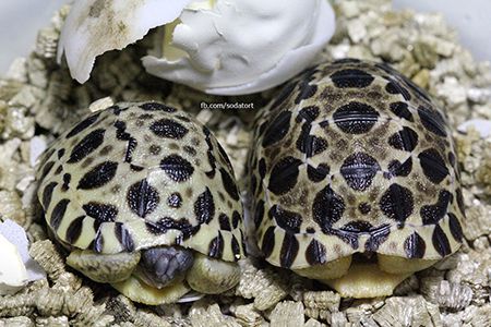 captive-bred radiated tortoises in the philippines