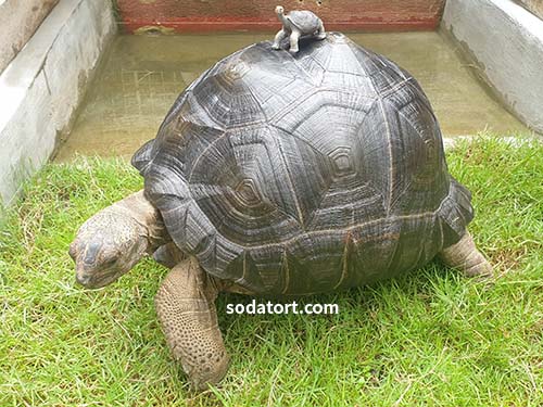 Aldabra Tortoise and a small replica