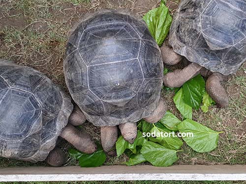 aldabra tortoises eating mulberry leaves