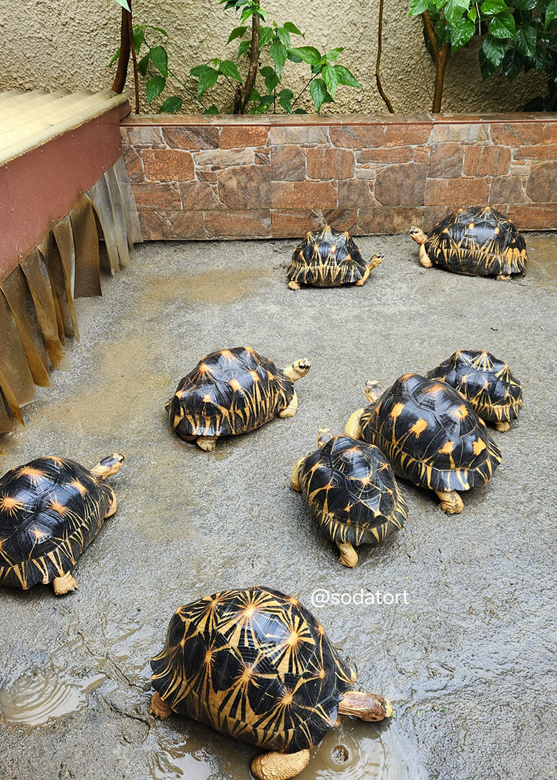 Tortoise outdoor setup or garden