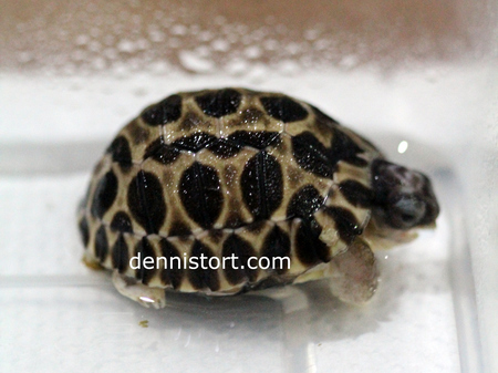 baby tortoise soaking