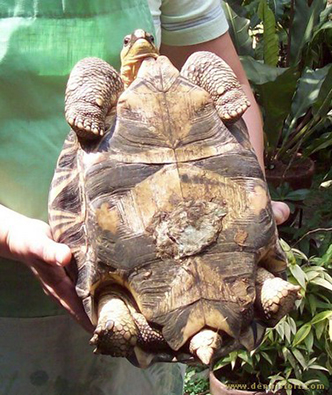 female radiated tortoise
