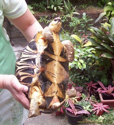 tail comparison of male female radiated tortoise