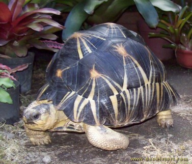 male and female adult radiated tortoise