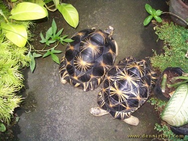 male and female adult radiated tortoise