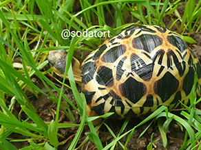 Radiated Tortoise on fresh grass