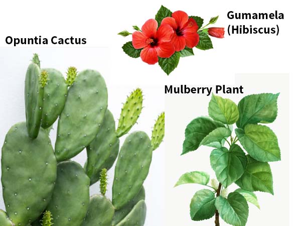Edible Plants for tortoises like mulberry, hibiscus/gumamela, opuntia
