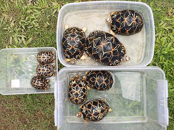 Soaking tortoises in shallow water