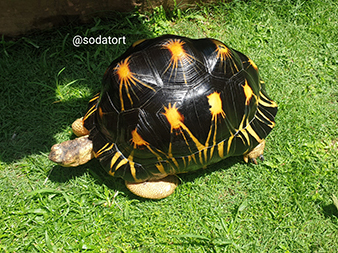 tortoise basking under natural sunlight