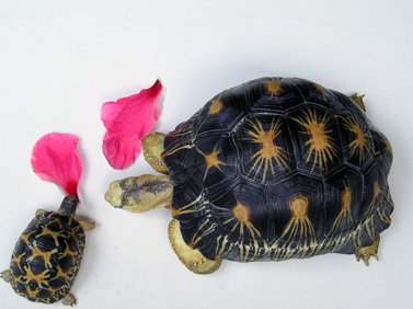 radiated tortoises hibiscus