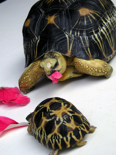 radiated tortoises hibiscus