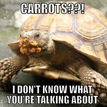 tortoise meme