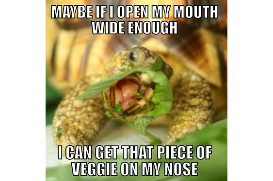 tortoise meme