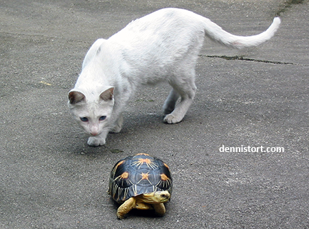 Causes of Tortoise Deaths