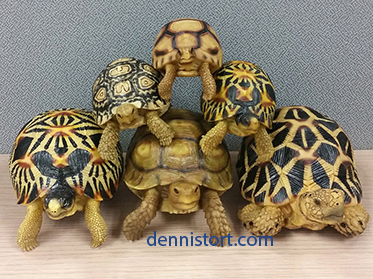 tortoise figurines