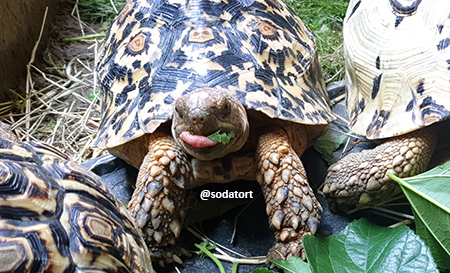 Leopard Tortoises in the Philippines