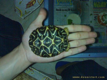 star tortoise hatchling