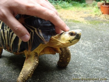 radiated tortoise philippines