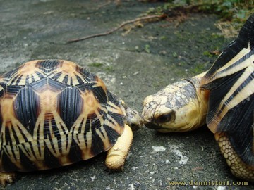 radiated tortoise philippines