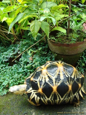 radiated tortoise philippines
