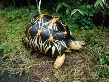 radiated tortoise philippines