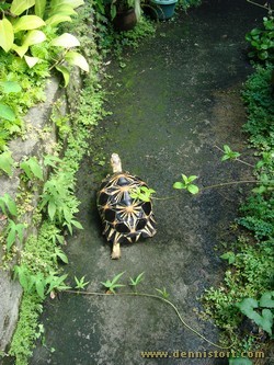 radiated tortoise philippines
