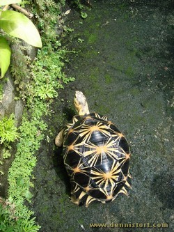 radiated tortoise philippines