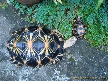 Soda the Radiated Tortoise in December 2009