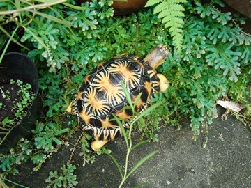 radiated tortoise philippines