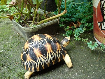 radiated tortoise philippines