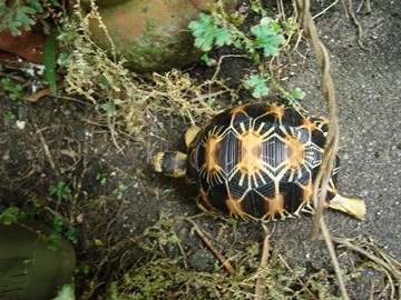 radiated tortoise philippines