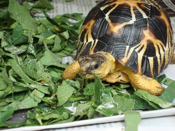 radiated tortoise philippines