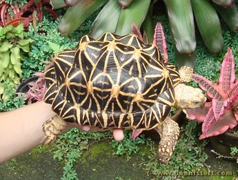 geochelone elegans