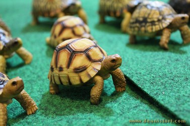 tortoise replica