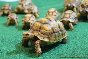 tortoise replica
