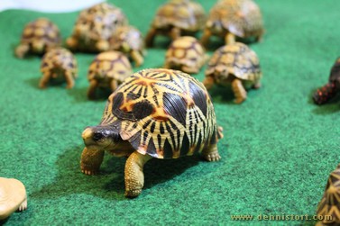 tortoise replica