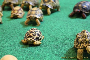 tortoise replica