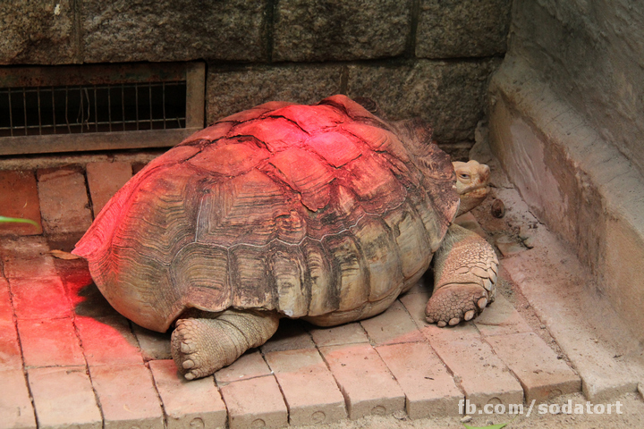 Tortoises in Hong Kong Botanical Gardens