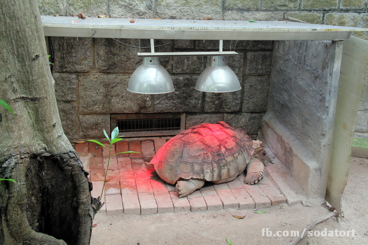 Tortoises in Hong Kong Botanical Gardens