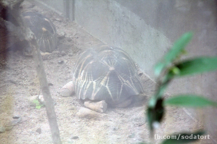 Tortoises in Hong Kong Botanical Gardens