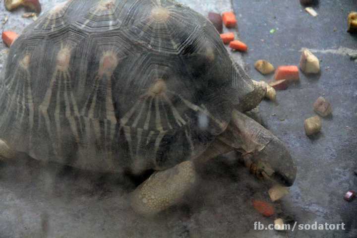 Tortoises in Hong Kong Botanical Gardens