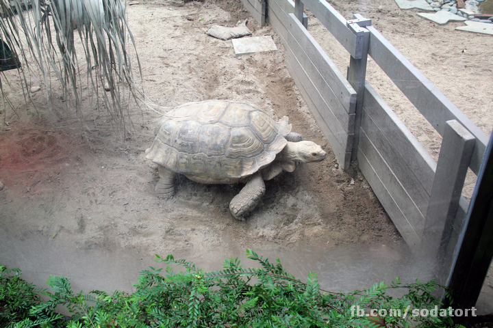 Tortoises in Hong Kong Botanical Gardens