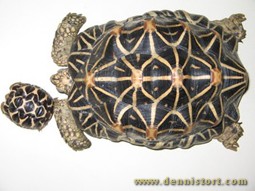 female star tortoise and hatchling